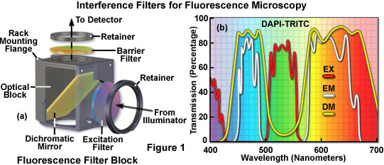 奧林巴斯顯微鏡 interferencefiltersfigure1